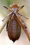 Cordulia aenea, larva  353