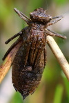 Cordulia aenea, larva  354