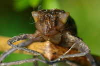 Cordulia aenea, larva  355