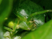 Micrommata virescens, female with egg cocoon  3566