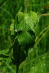 Micrommata virescens, Blattgespinst mit Eikokon  3567