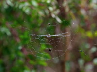 Cyclosa insulana, web with stabilimentum  3582