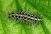 Phragmatobia fuliginosa, caterpillar  3603