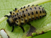 Chrysomela vigintipunctata, larva  3611