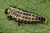 Chrysomela vigintipunctata, larva  3614