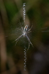 Argiope trifasciata, web with stabilimentum  3615