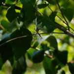 Argiope bruennichi, Netz in den Bäumen  3675