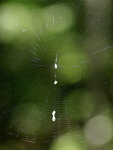 Cyclosa conica, spider web  3676