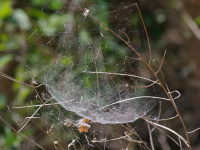 Neriene peltata, spider web  3680