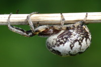Larinioides sp., female  3705