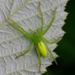 Micrommata virescens, female  3706