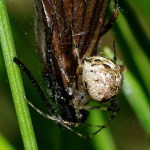 Platnickina tincta, weiblich  3707