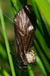 Platnickina tincta, weiblich  3708