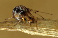 Phylloneta impressa/sisyphia, female  3719