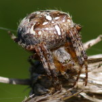 Araneus diadematus, weiblich  3724