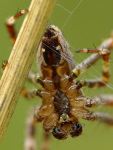 Araneus diadematus, männlich  3725