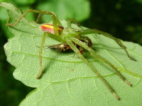 Micrommata virescens, male with prey  3731