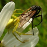 Misumena vatia, female with prey  3760