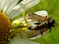Misumena vatia, female with prey  3761