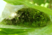 Micrommata virescens, Kokon mit Jungspinnen  3771
