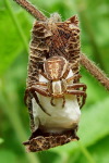 Xysticus ulmi, female with egg cocoon  3783