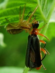 Xysticus sp. + Cantharis pellucida, female with prey  3785