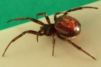 Steatoda bipunctata, female  3786