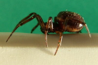 Steatoda bipunctata, female  3787