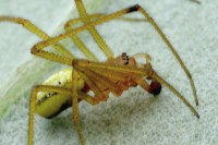Enoplognatha ovata/latimana, male  3809