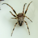 Larinioides sp., male  3811