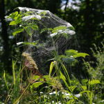 Linyphia triangularis, spider web  3833