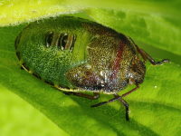 Piezodorus lituratus, larva (L5)  3854