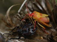 Carpocoris cf. purpureipennis, male  3857