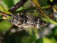 Cicadatra atra