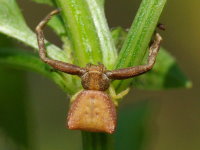 Pistius truncatus