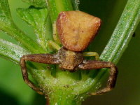 Pistius truncatus, female  3870