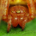 Araneus alsine, female  3881