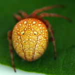 Araneus alsine, female  3885