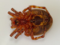Araneus alsine, female  3886