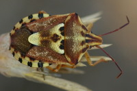 Codophila varia  3887