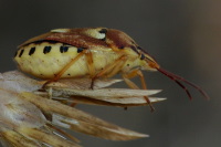 Codophila varia  3888