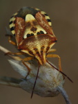 Codophila varia  3889