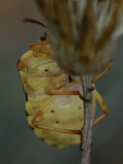 Codophila varia  3891