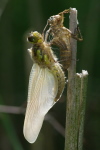 Libellula quadrimaculata, female  390