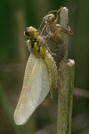 Libellula quadrimaculata, female  391