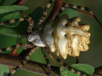 Argiope lobata, female  3932