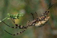Argiope lobata, female  3933