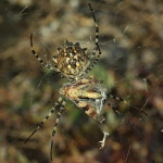 Argiope lobata, female with prey  3938