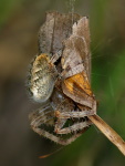 Araneus diadematus + Maniola jurtina, mit Beute  3939