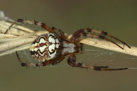 Neoscona adianta, female  3945